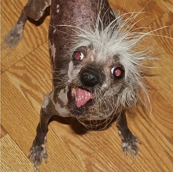 Ace News Today - Winners of the 2023 World’s Ugliest Dog Contest