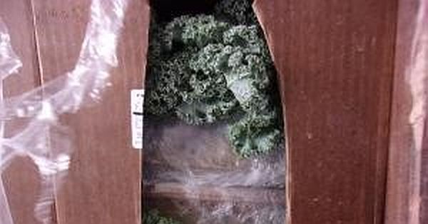 .S. Customs agents seize $38M of Meth hidden in shipment of kale