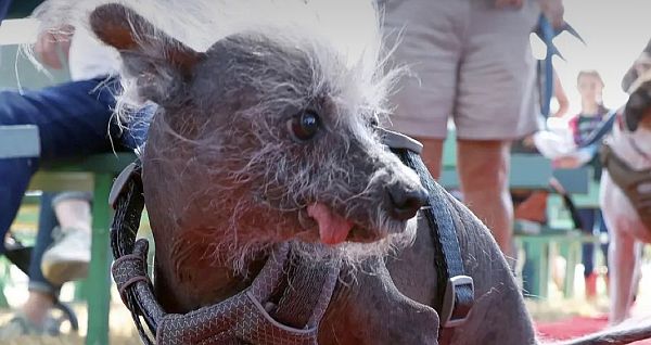 Ace News Today - Winners of the 2023 World’s Ugliest Dog Contest