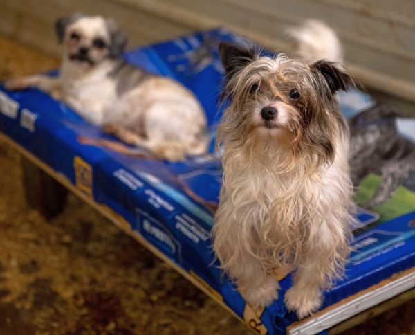 Ace News Today - ASPCA works with Wisconsin law enforcement to rescue 90 endangered dogs from breeding facility