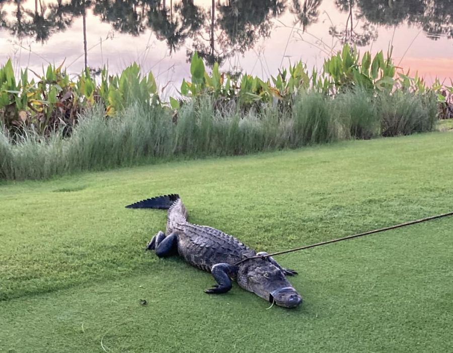 Ace News Today - Alligator attacks man going for an early morning walk in Naples neighborhood