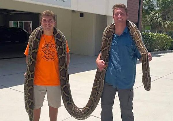First-time Florida python hunter snags largest invasive Burmese python on record