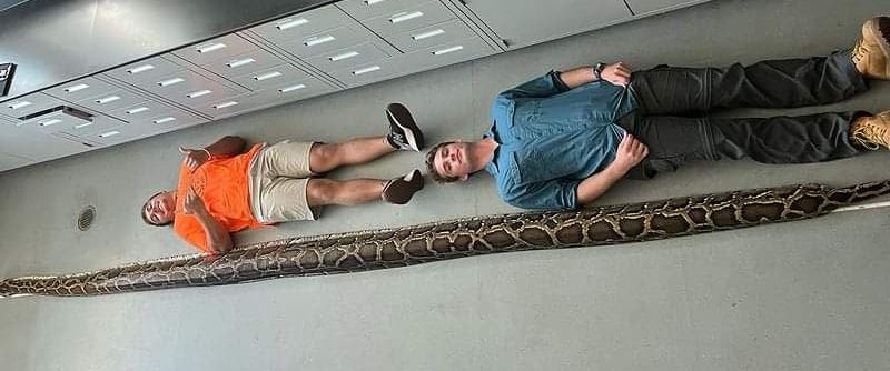 Ace News Today - First-time Florida python hunter snags largest invasive Burmese python on record