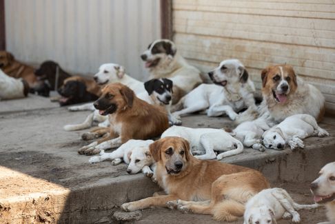 Ace News Today - Texas: ASPCA helps rescue 150 dogs and cows suffering from abusive conditions 