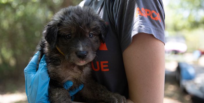 Ace News Today - Texas: ASPCA helps rescue 150 dogs and cows suffering from abusive conditions 
