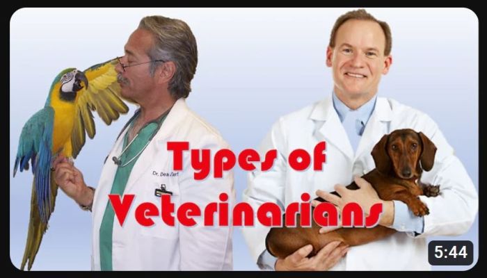 Ace News Today - U.S. States where veterinarians are in most demand