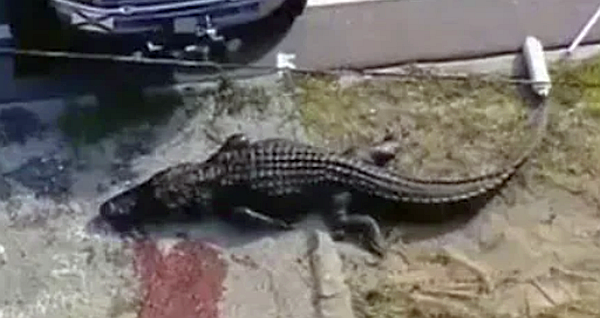Florida woman found dead and clutched in the jaws of 13’ gator has been identified