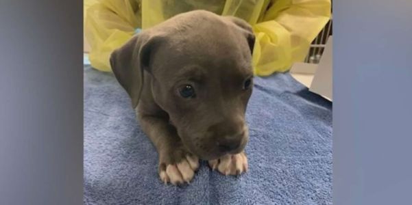 Police save pit bull puppy overdosing on fentanyl