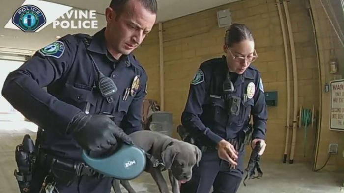 Ace News Today - Police save pit bull puppy overdosing on fentanyl