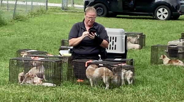 St. Lucie County officials rescue 48 dogs and one cat from ‘deplorable conditions’