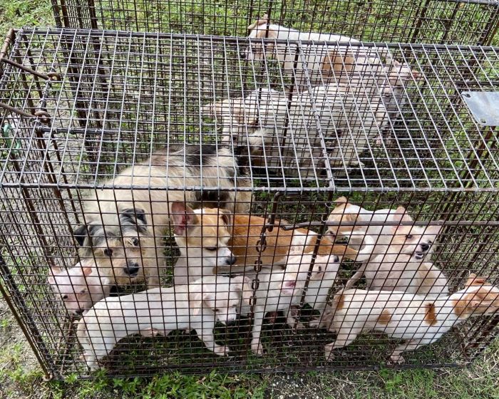 St. Lucie County officials rescue 48 dogs and 1 cat from ‘deplorable conditions’