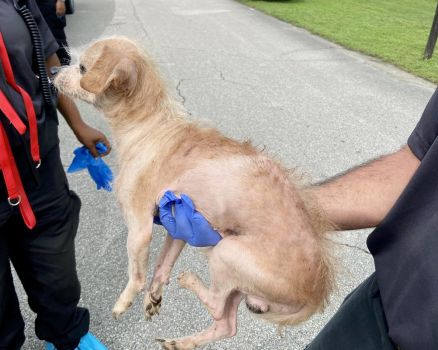 St. Lucie County officials rescue 48 dogs and 1 cat from ‘deplorable conditions’