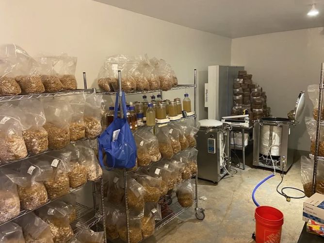 Ace News Today - Major psychedelic mushroom growing operation bust goes down in rural Connecticut