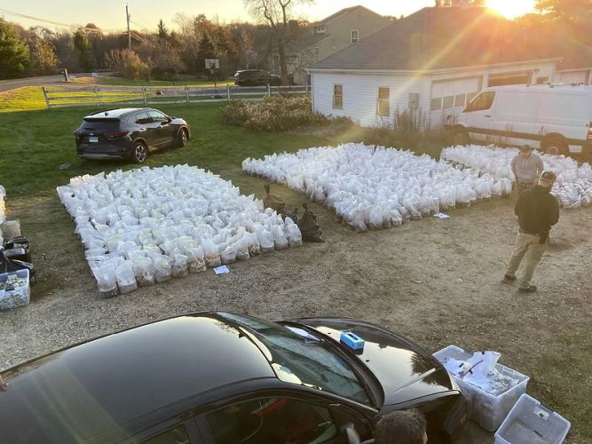 Ace News Today - Major psychedelic mushroom growing operation bust goes down in rural Connecticut