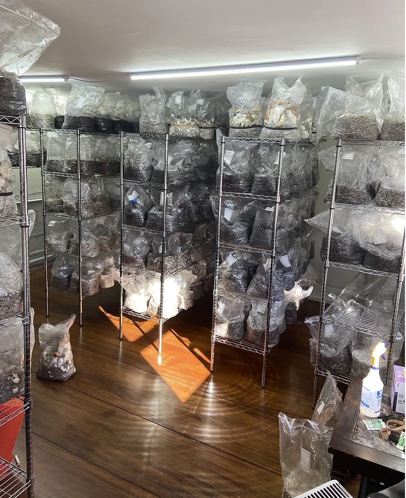 Ace News Today - Major psychedelic mushroom growing operation bust goes down in rural Connecticut