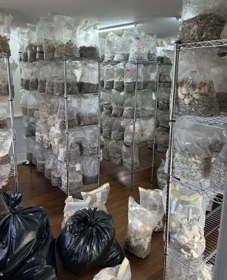 Ace News Today - Major psychedelic mushroom growing operation bust goes down in rural Connecticut