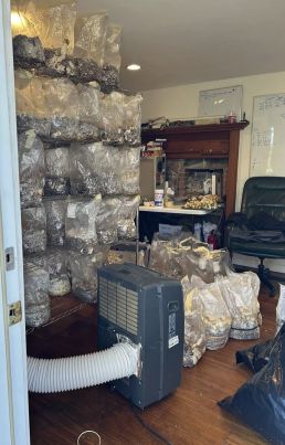 Ace News Today - Major psychedelic mushroom growing operation bust goes down in rural Connecticut