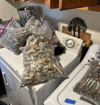 Ace News Today - Major psychedelic mushroom growing operation bust goes down in rural Connecticut