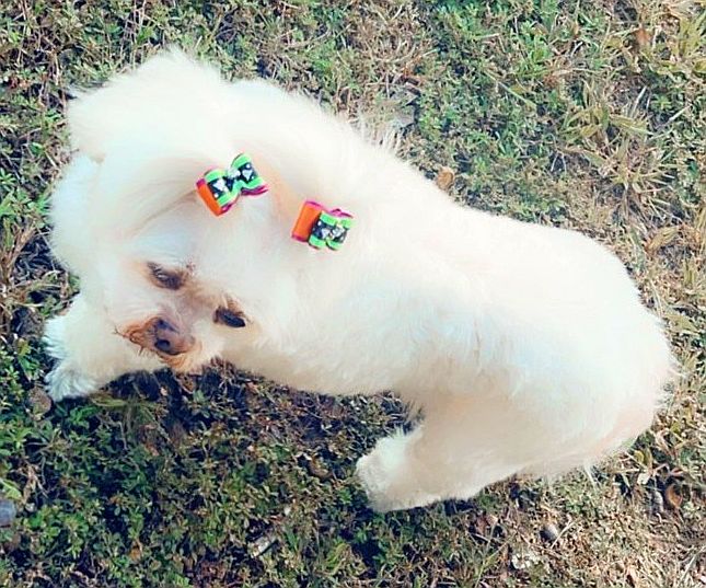 Ace News Today - Police issue plea to help recover Shih Tzu named ‘Zoi’ stolen from owner’s vehicle in Prince George’s Co.