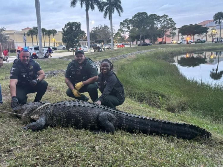 Ace News Today - Massive gator (12’, 600 lbs.) wrangled outside Florida’s Coconut Point Mall