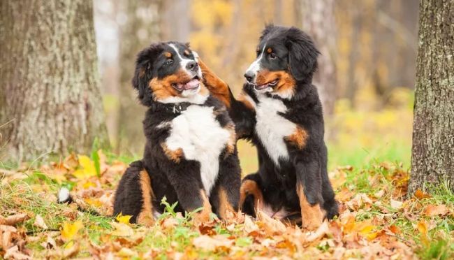 Ace News Today - Revealed: The most popular dog breed in each U.S. state