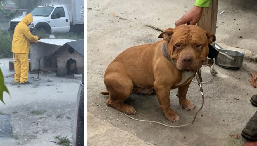 Ace News Today - Pup rescued from horrible living conditions,  owner arrested on animal cruelty charges