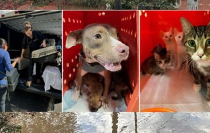 Hurricane Helene Aftermath: ASPCA rescuing rescue animals in Ashville, North Carolina, and around the region