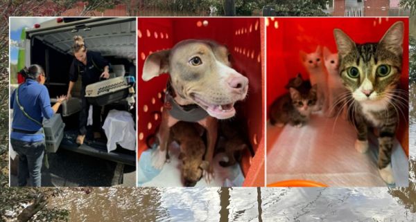 Hurricane Helene Aftermath: ASPCA rescuing rescue animals in Ashville, North Carolina, and around the region