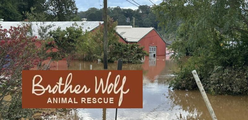 Ace News Today - Hurricane Helene Aftermath:  ASPCA rescuing rescue animals in Ashville, North Carolina, and around the region