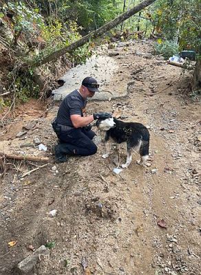 Ace News Today - ASPCA launches Animal Assistance Hotline in North Carolina following hurricane devastation