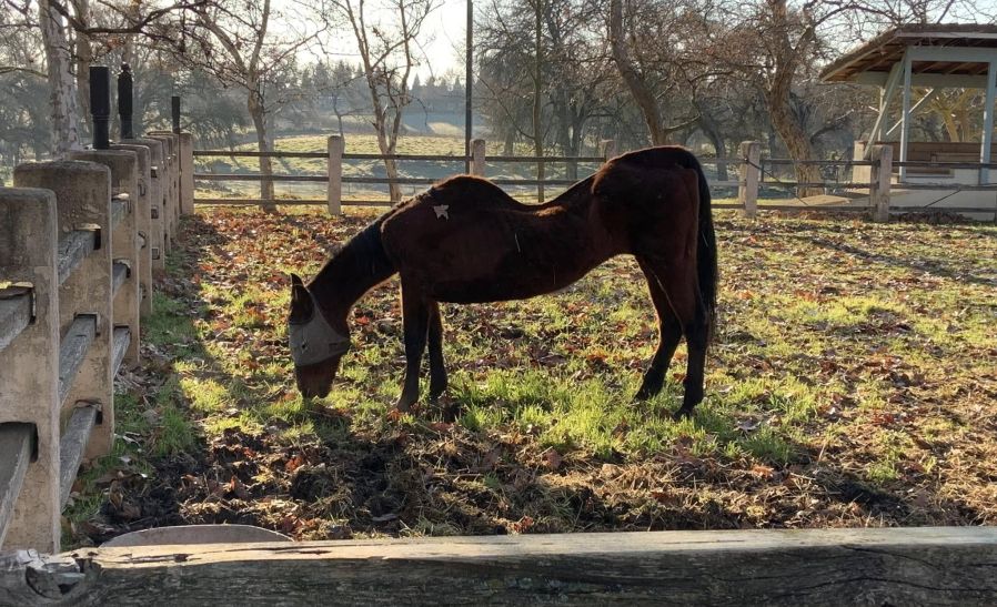 Ace News Today - California woman arrested after 27 horses found dead on her properties. Image credit: San Joaquin County Sheriff's Office