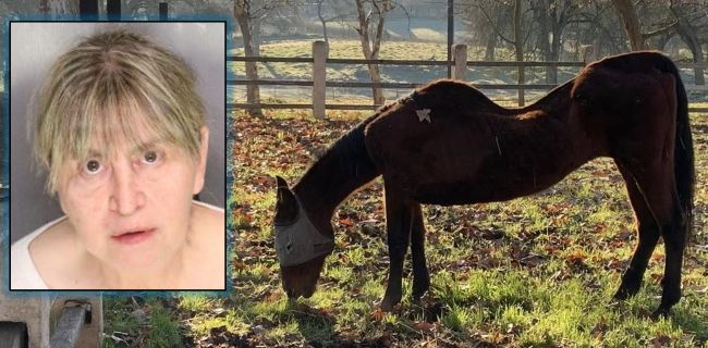 California woman arrested after 27 horses found dead on her properties