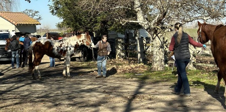 Ace News Today - California woman arrested after 27 horses found dead on her properties. Image credit: San Joaquin County Sheriff's Office