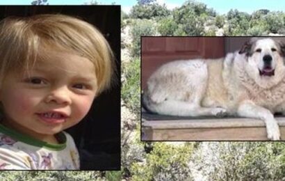 Hero dog finds missing toddler, guides him home through dangerous Arizona terrain, laden with coyotes and mountain lions