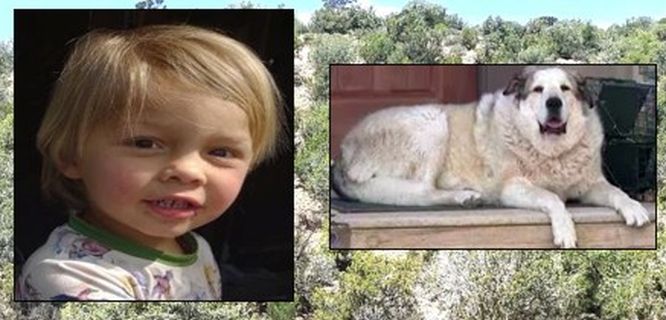 Hero dog finds missing toddler, guides him home through dangerous Arizona terrain, laden with coyotes and mountain lions