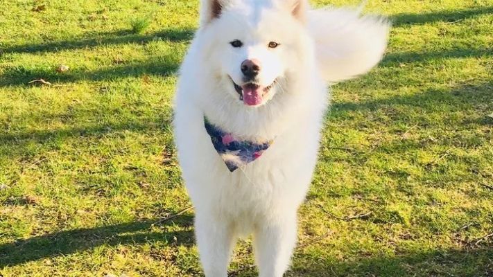 Ace News Today: Florida woman who willfully neglected her dog, Sammy, charged with aggravated animal cruelty 