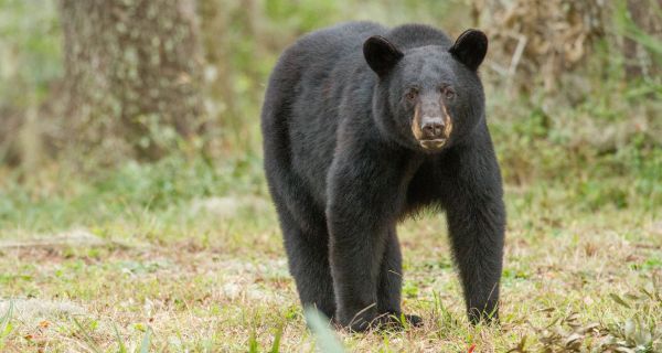 Bear kills elderly man and dog in rural South Florida