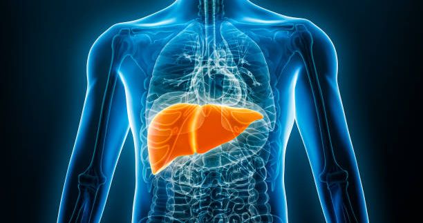 Hepatitis and your gut: The essential guide to protecting your liver