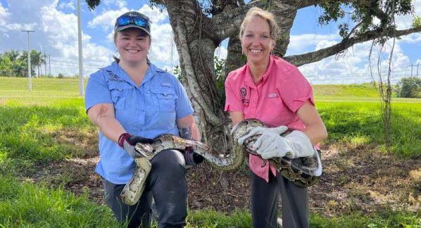 Register now for the 2025 Florida Python Challenge