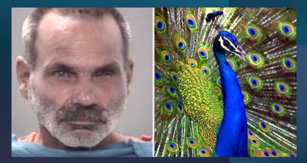 Florida Man accused of killing, cooking, and eating his pet peacocks