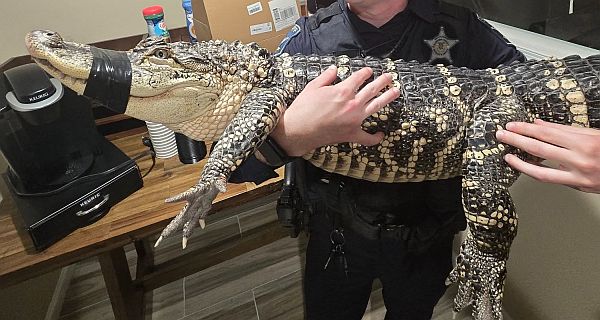 Cold-blooded rescue: Alligator found abandoned in Harford County parking lot