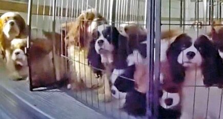 33 Cavalier King Charles Spaniels rescued after police discover dogs ...