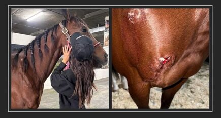 Teen barrel racing competitor accused of stabbing three horses at Las Vegas event